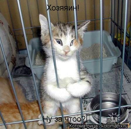 Хозяяин! Ну за чтоо?!... Котоматрица: Хозяяин! Ну за чтоо?!