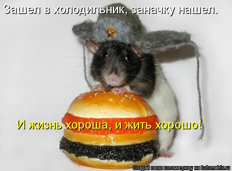 Зашел в холодильник, заначку нашел. И жизнь хороша, и жить хорошо!... Котоматрица: Зашел в холодильник, заначку нашел. И жизнь хороша, и жить хорошо!