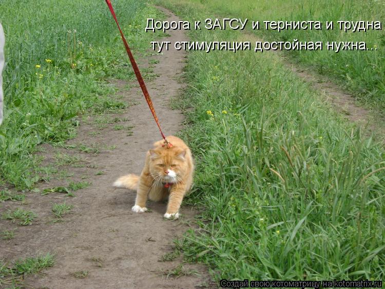 Дорога к ЗАГСУ и терниста и трудна тут стимуляция достойная нужна...... Котоматрица: Дорога к ЗАГСУ и терниста и трудна тут стимуляция достойная нужна...