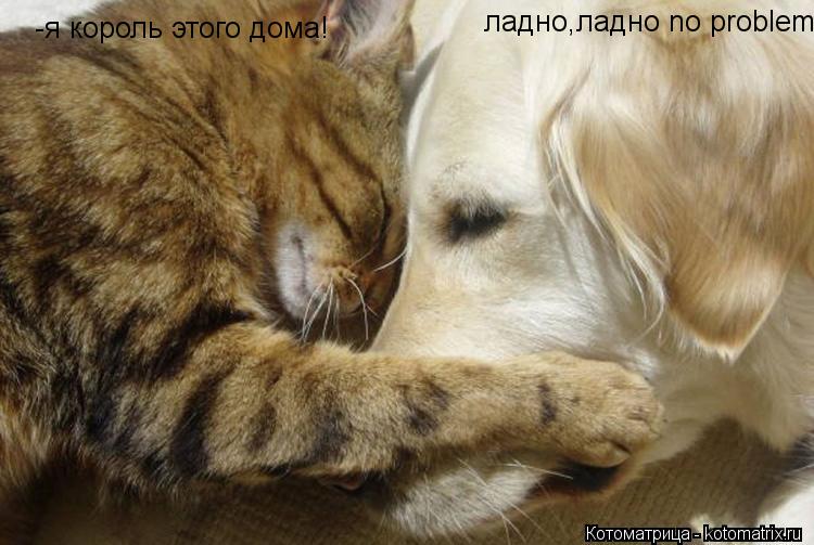 -я король этого дома! ладно,ладно no problem... Котоматрица: -я король этого дома! ладно,ладно no problem