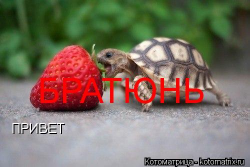 ПРИВЕТ БРАТЮНЬ... Котоматрица: ПРИВЕТ БРАТЮНЬ