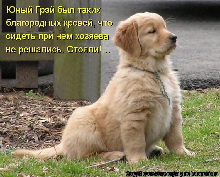 Юный Грэй был таких благородных кровей, что сидеть при нем хозяева не решались. Стояли!...... Котоматрица: Юный Грэй был таких благородных кровей, что сидеть при нем хозяева не решались. Стояли!...