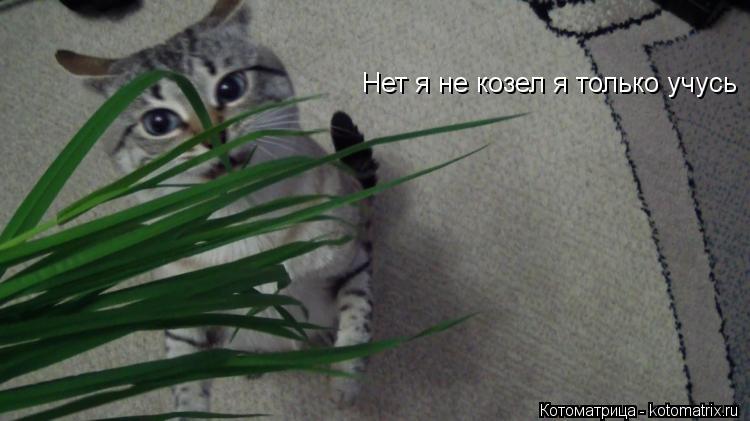 Нет я не козел я только учусь... Котоматрица: Нет я не козел я только учусь