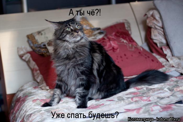 А ты чё?! Уже спать будешь?... Котоматрица: А ты чё?! Уже спать будешь?