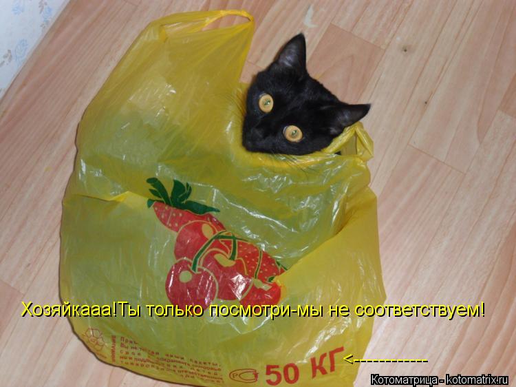 Хозяйкааа!Ты только посмотри-мы не соответствуем! <------------... Котоматрица: Хозяйкааа!Ты только посмотри-мы не соответствуем! <------------