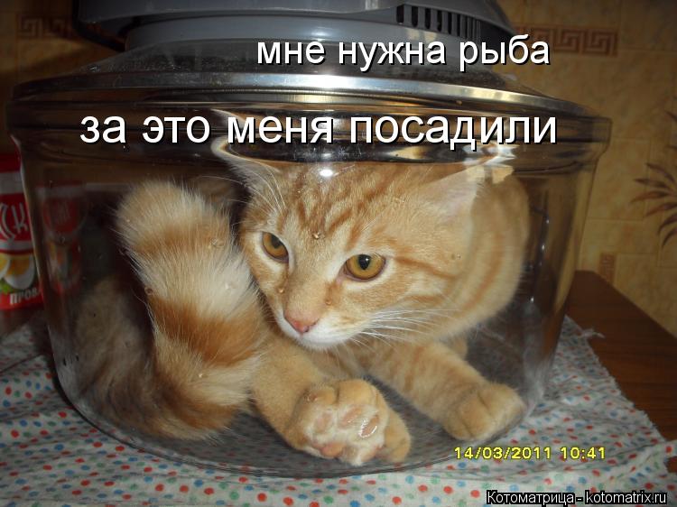 мне нужна рыба за это меня посадили... Котоматрица: мне нужна рыба за это меня посадили