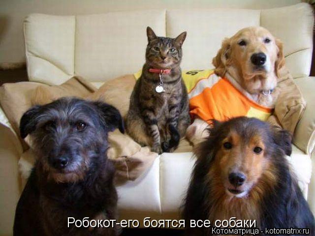 Робокот-его боятся все собаки... Котоматрица: Робокот-его боятся все собаки