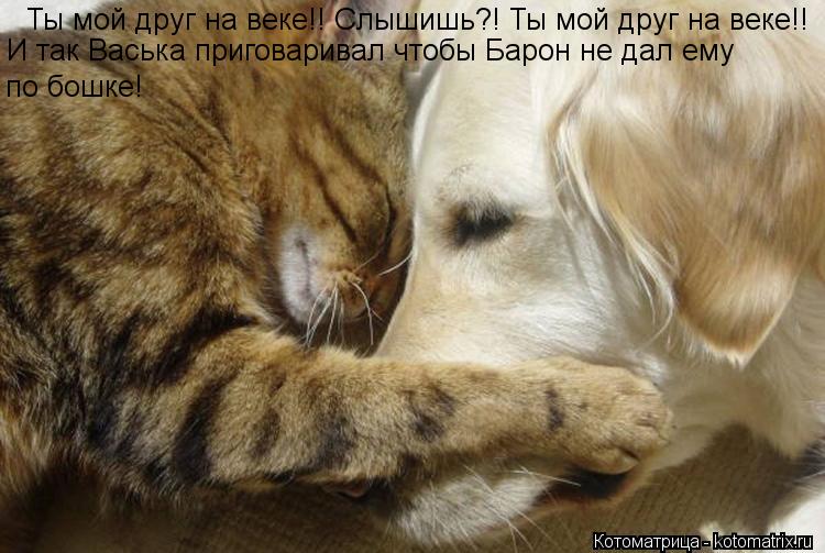 Ты мой друг на веке!! Слышишь?! Ты мой друг на веке!! И так Васька приговаривал чтобы Барон не дал ем... Котоматрица: Ты мой друг на веке!! Слышишь?! Ты мой друг на веке!! И так Васька приговаривал чтобы Барон не дал ему по бошке!