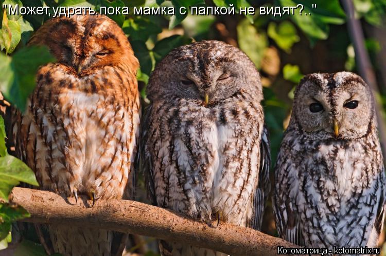 "Может,удрать,пока мамка с папкой не видят?.."... Котоматрица: "Может,удрать,пока мамка с папкой не видят?.."