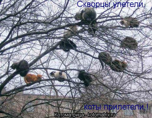 Скворцы улетели, коты прилетели,!... Котоматрица: Скворцы улетели, коты прилетели,!