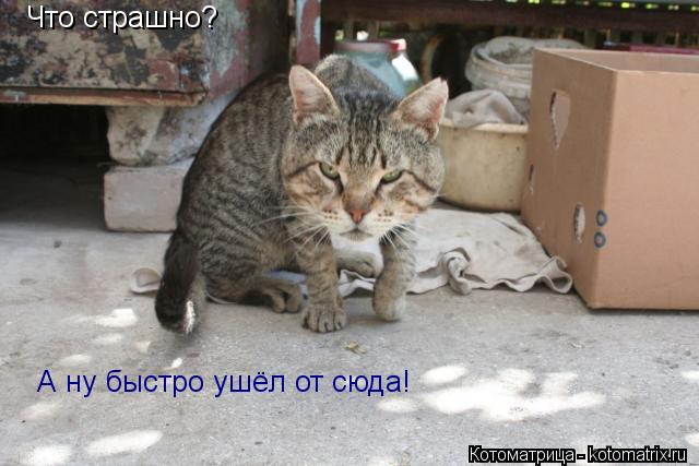 Что страшно? А ну быстро ушёл от сюда!... Котоматрица: Что страшно? А ну быстро ушёл от сюда!