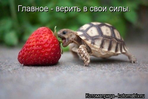 Главное - верить в свои силы.... Котоматрица: Главное - верить в свои силы.