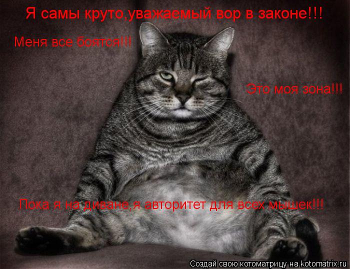 Я самы круто,уважаемый вор в законе!!! Меня все боятся!!! Это моя зона!!! Пока я на диване,я авторите... Котоматрица: Я самы круто,уважаемый вор в законе!!! Меня все боятся!!! Это моя зона!!! Пока я на диване,я авторитет для всех мышек!!!