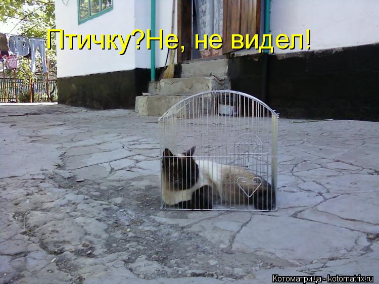 Птичку?Не, не видел!... Котоматрица: Птичку?Не, не видел!