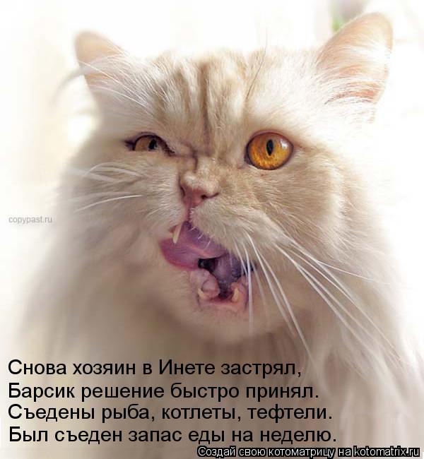 Снова хозяин в Инете застрял, Барсик решение быстро принял. Съедены рыба, котлеты, тефтели. Был съеде... Котоматрица: Снова хозяин в Инете застрял, Барсик решение быстро принял. Съедены рыба, котлеты, тефтели. Был съеден запас еды на неделю.