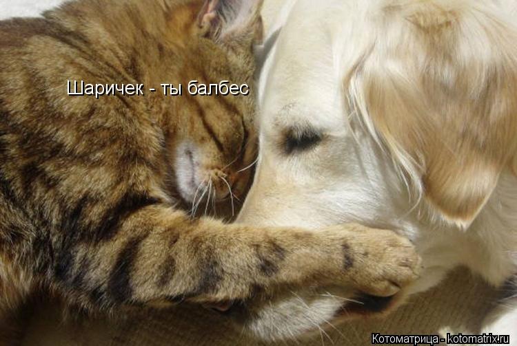 Шаричек - ты балбес... Котоматрица: Шаричек - ты балбес