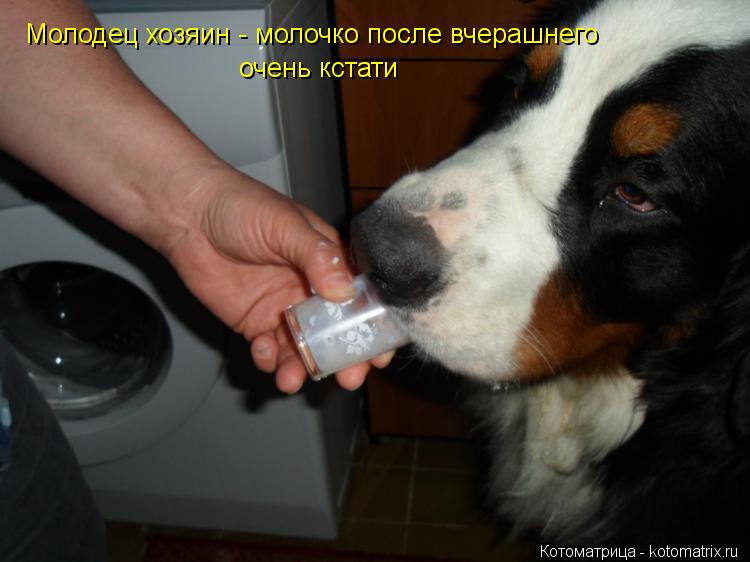 Молодец хозяин - молочко после вчерашнего очень кстати... Котоматрица: Молодец хозяин - молочко после вчерашнего очень кстати