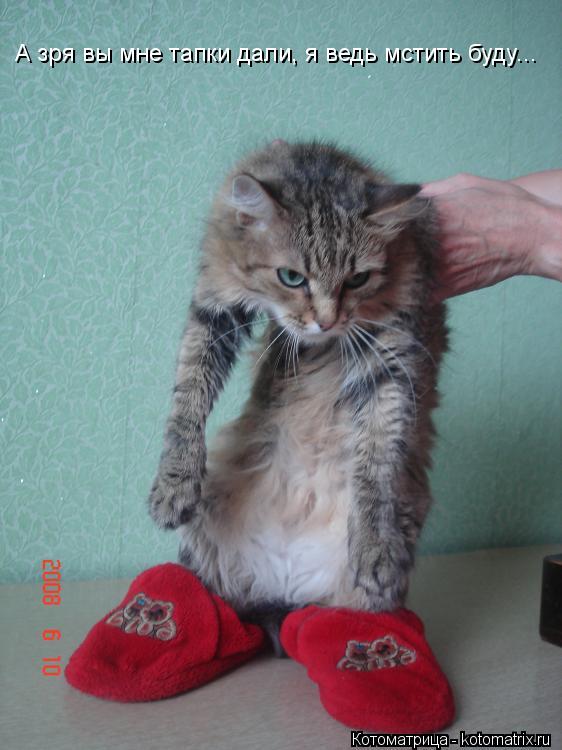 А зря вы мне тапки дали, я ведь мстить буду...... Котоматрица: А зря вы мне тапки дали, я ведь мстить буду...