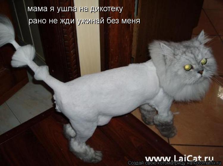 мама я ушла на дикотеку рано не жди ужинай без меня... Котоматрица: мама я ушла на дикотеку рано не жди ужинай без меня