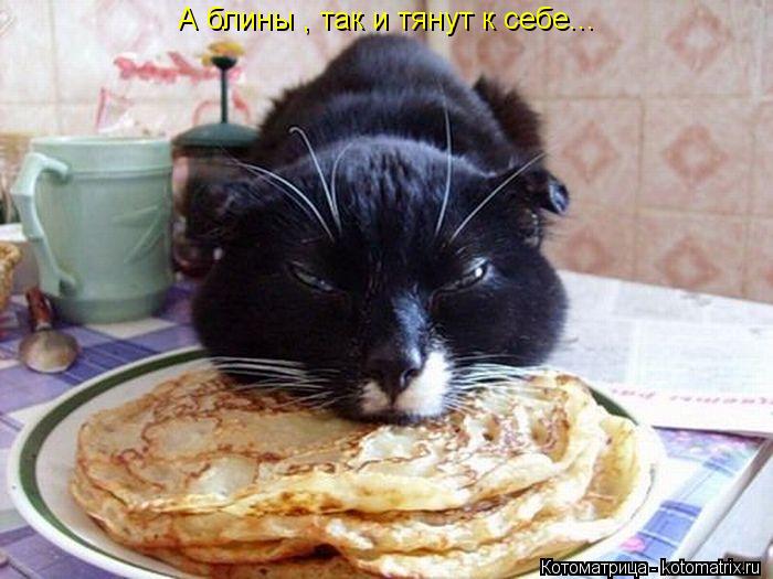 А блины , так и тянут к себе...... Котоматрица: А блины , так и тянут к себе...
