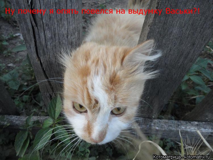 Ну почему я опять повелся на выдумку Васьки?!... Котоматрица: Ну почему я опять повелся на выдумку Васьки?!