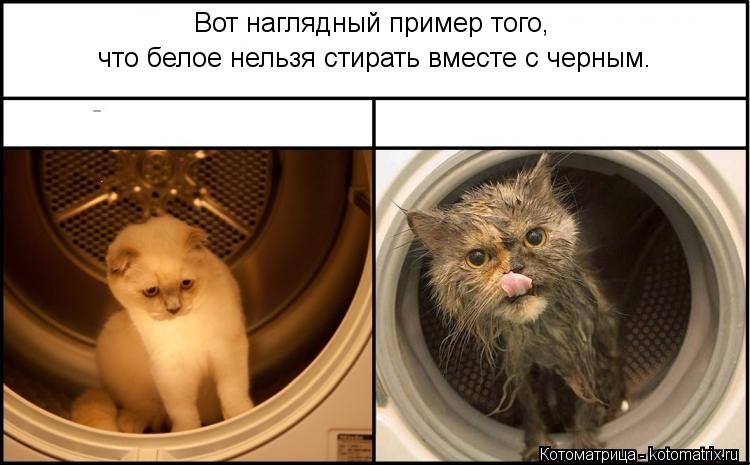 Вот наглядный пример того, что белое нельзя стирать вместе с черным.... Котоматрица: Вот наглядный пример того, что белое нельзя стирать вместе с черным.