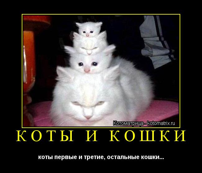 коты и кошки коты первые и третие, остальные кошки...... Котоматрица: коты и кошки коты первые и третие, остальные кошки...
