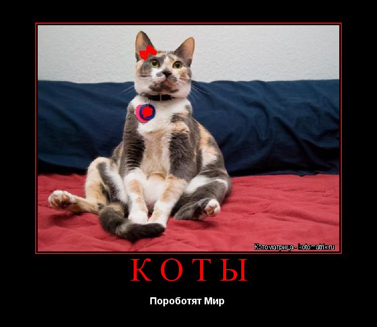 Коты Пороботят Мир ... Котоматрица: Коты Пороботят Мир