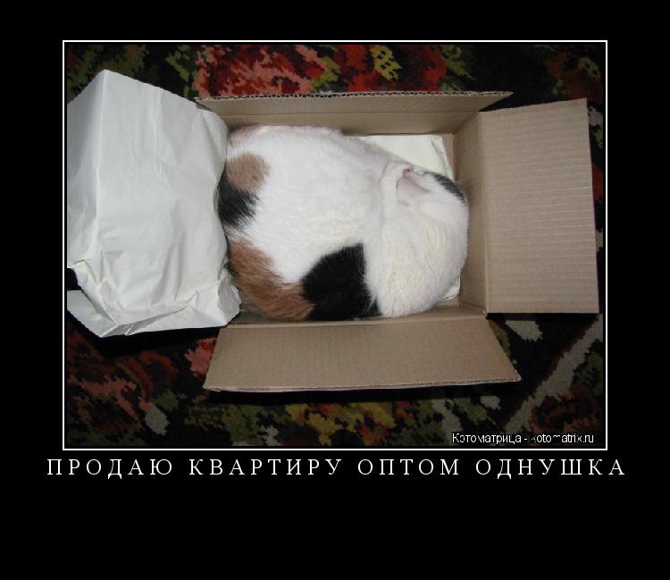 Продаю квартиру оптом ОДНУШКА ... Котоматрица: Продаю квартиру оптом ОДНУШКА