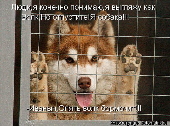 Люди,я конечно понимаю,я выгляжу как Люди,я конечно понимаю,я выгляжу как Волк,Но отпустите!Я соб... Котоматрица: Люди,я конечно понимаю,я выгляжу как Люди,я конечно понимаю,я выгляжу как Волк,Но отпустите!Я собака!!! Волк,Но отпустите!Я собака!!! -Иваныч