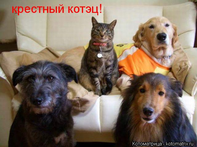крестный котэц!... Котоматрица: крестный котэц!