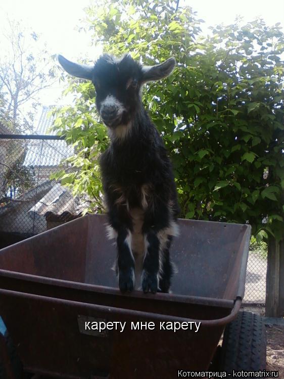 карету мне карету... Котоматрица: карету мне карету