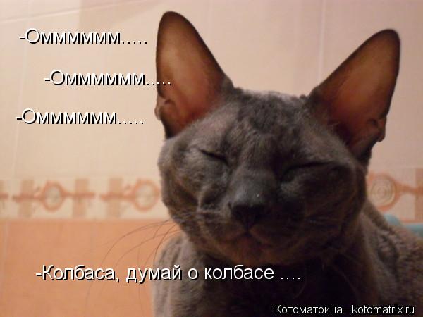 -Омммммм..... -Омммммм..... -Омммммм..... -Колбаса, думай о колбасе ....... Котоматрица: -Омммммм..... -Омммммм..... -Омммммм..... -Колбаса, думай о колбасе ....