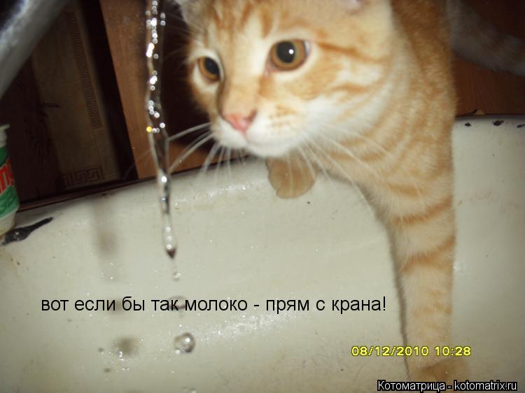 вот если бы так молоко - прям с крана!... Котоматрица: вот если бы так молоко - прям с крана!