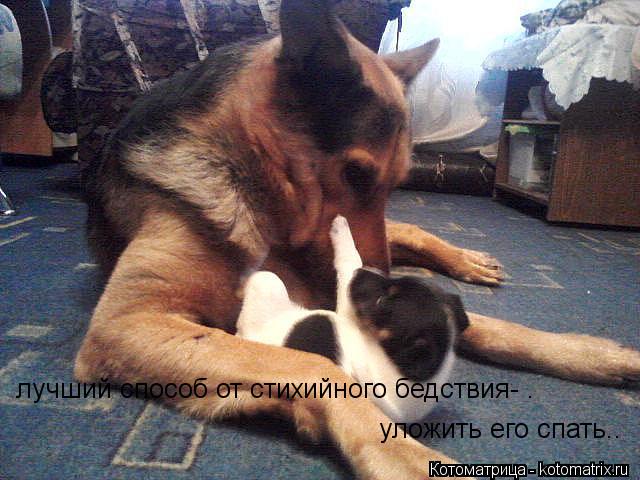 лучший способ от стихийного бедствия- . уложить его спать..... Котоматрица: лучший способ от стихийного бедствия- . уложить его спать..