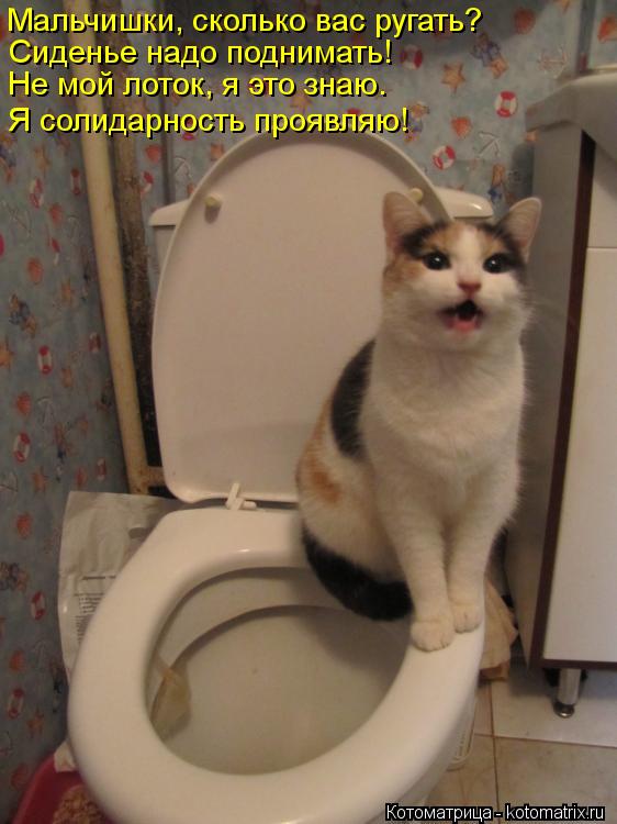 Сиденье надо поднимать! Мальчишки, сколько вас ругать? Не мой лоток, я это знаю. Я солидарность прояв... Котоматрица: Сиденье надо поднимать! Мальчишки, сколько вас ругать? Не мой лоток, я это знаю. Я солидарность проявляю!