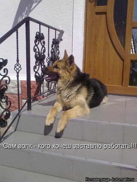 Сам волк - кого хочеш заставлю работать!!!!... Котоматрица: Сам волк - кого хочеш заставлю работать!!!!