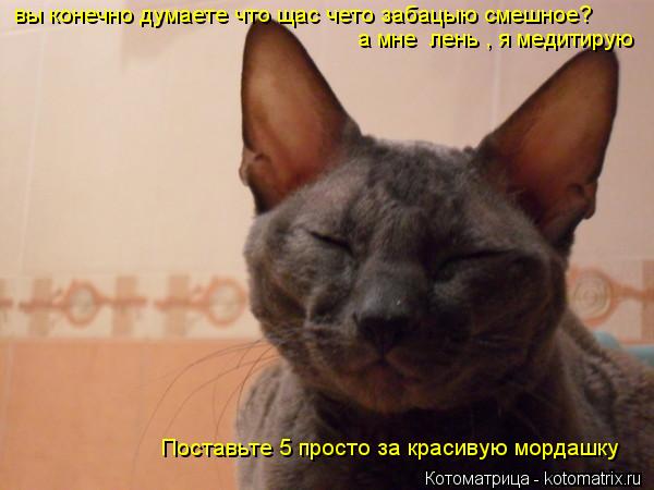 Котоматрица: вы конечно думаете что щас чето забацыю смешное? а мне  лень , я медитирую  Поставьте 5 просто за красивую мордашку