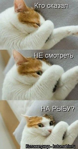 Кто сказал НЕ смотреть НА РЫБУ?... Котоматрица: Кто сказал НЕ смотреть НА РЫБУ?