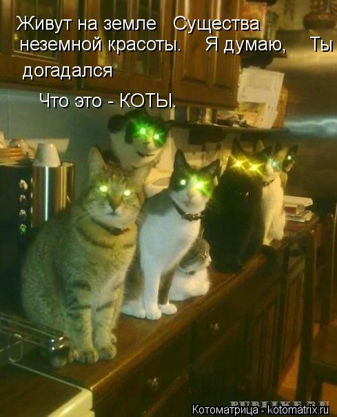 Живут на земле Существа неземной красоты. Я думаю, Ты догадался, Что это - КОТЫ. догадалс... Котоматрица: Живут на земле Существа неземной красоты. Я думаю, Ты догадался, Что это - КОТЫ. догадался Что это - КОТЫ.