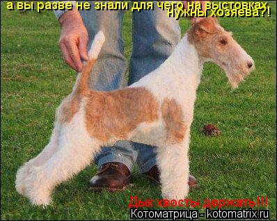 Котоматрица: а вы разве не знали для чего на выстовках  нужны хозяева?! Дык хвосты держать!!!