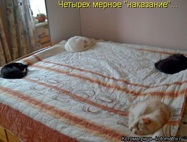 Четырех мерное "наказание"...... Котоматрица: Четырех мерное "наказание"...