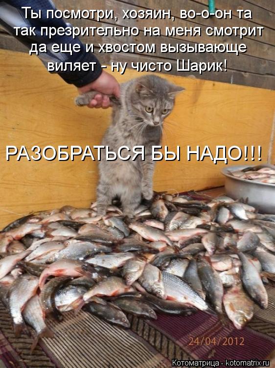 Ты посмотри, хозяин, во-о-он та так презрительно на меня смотрит да еще и хвостом вызывающе виляет ... Котоматрица: Ты посмотри, хозяин, во-о-он та так презрительно на меня смотрит да еще и хвостом вызывающе виляет - ну чисто Шарик! РАЗОБРАТЬСЯ БЫ НАДО!!!