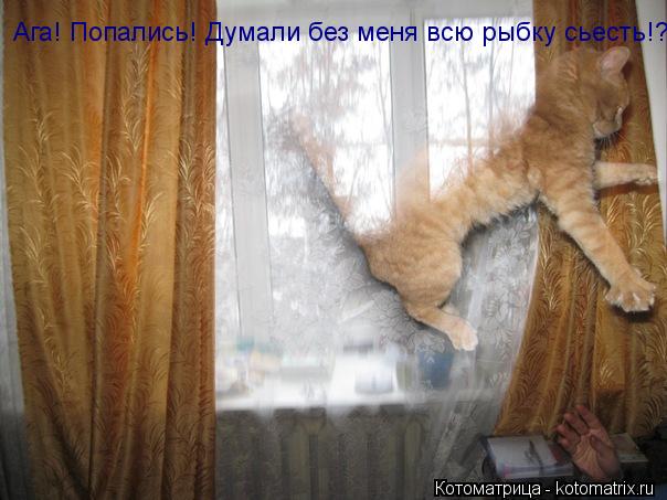 Ага! Попались! Думали без меня всю рыбку сьесть!?... Котоматрица: Ага! Попались! Думали без меня всю рыбку сьесть!?