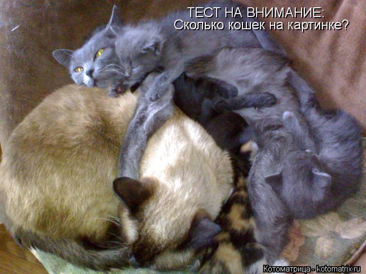 ТЕСТ НА ВНИМАНИЕ: Сколько кошек на картинке?... Котоматрица: ТЕСТ НА ВНИМАНИЕ: Сколько кошек на картинке?