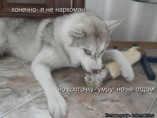 конечно- я не наркоман но косточку- умру! но не отдам!... Котоматрица: конечно- я не наркоман но косточку- умру! но не отдам!