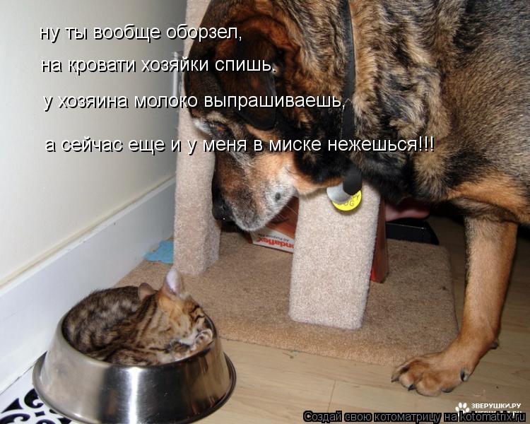 Котоматрица: ну ты вообще оборзел, на кровати хозяйки спишь. у хозяина молоко выпрашиваешь, а сейчас еще и у меня в миске нежешься!!!