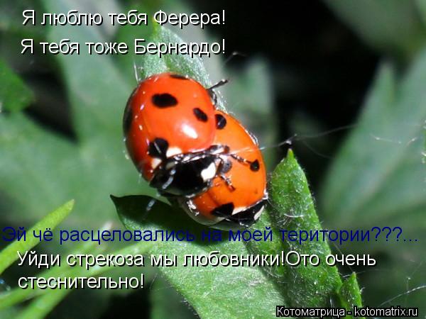 Я люблю тебя Ферера! Я тебя тоже Бернардо! Эй чё расцеловались на моей територии???... Уйди стрекоза ... Котоматрица: Я люблю тебя Ферера! Я тебя тоже Бернардо! Эй чё расцеловались на моей територии???... Уйди стрекоза мы любовники!Ото очень стеснительно!