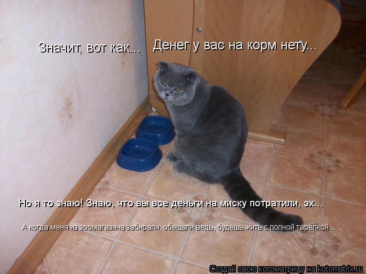 Значит, вот как... Денег у вас на корм нету... Но я то знаю! Знаю, что вы все деньги на миску потрати... Котоматрица: Значит, вот как... Денег у вас на корм нету... Но я то знаю! Знаю, что вы все деньги на миску потратили, эх... А когда меня из зоомагазина забирали,