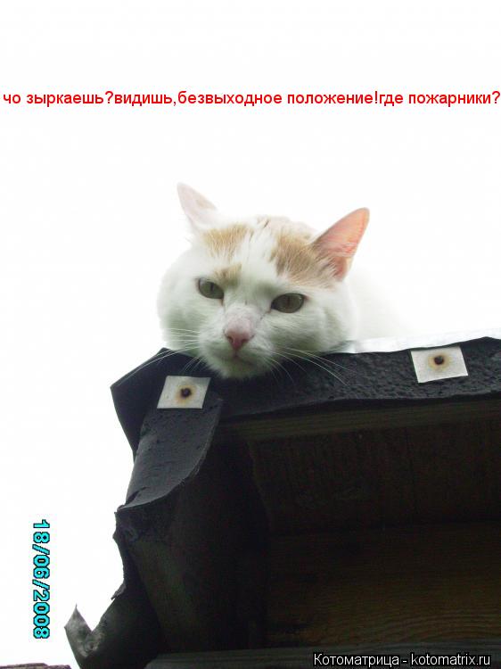 чо зыркаешь?видишь,безвыходное положение!где пожарники?... Котоматрица: чо зыркаешь?видишь,безвыходное положение!где пожарники?